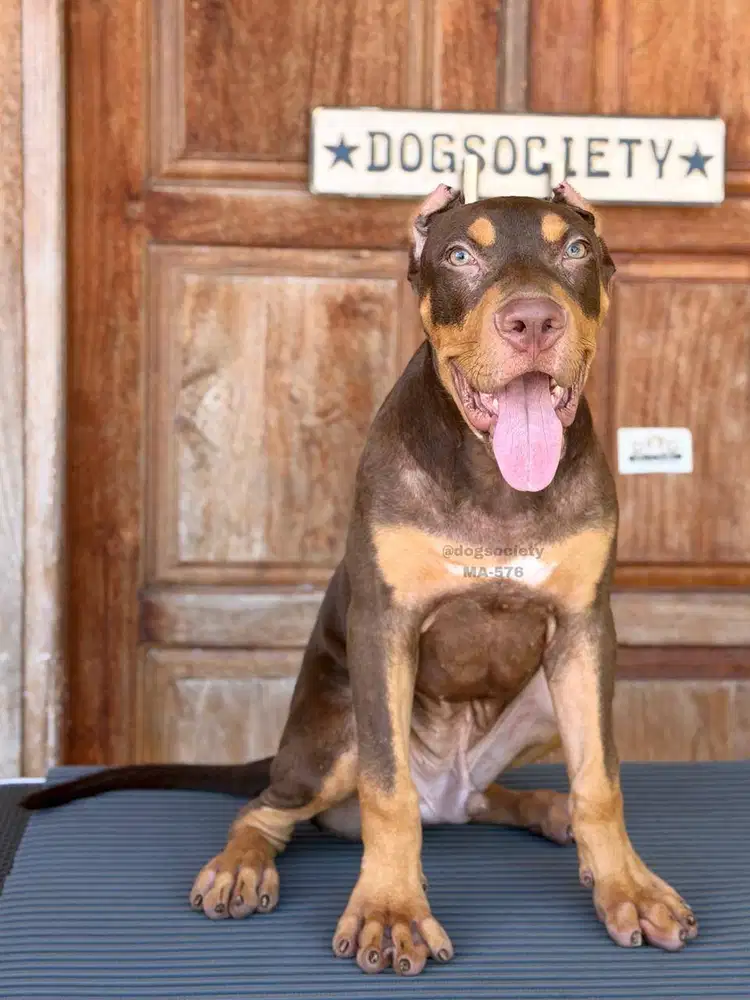 American Pitbull Puppy Jantan Quality Mantap