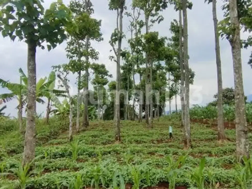 Jual Tanah Murah di Jatinangor Cocok untuk Cafe dan Kostan