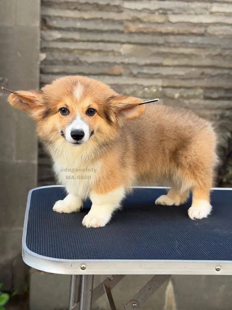 Pembroke Welsh Corgi Puppy Super Imut