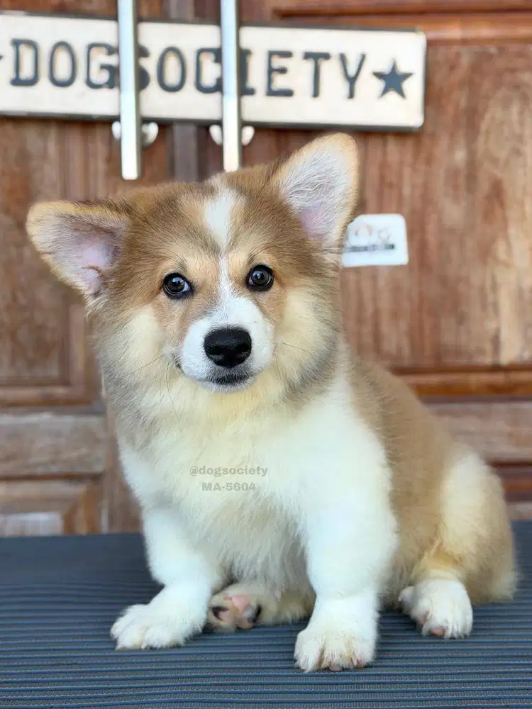Corgi Puppy Pendek Kaki Lucu