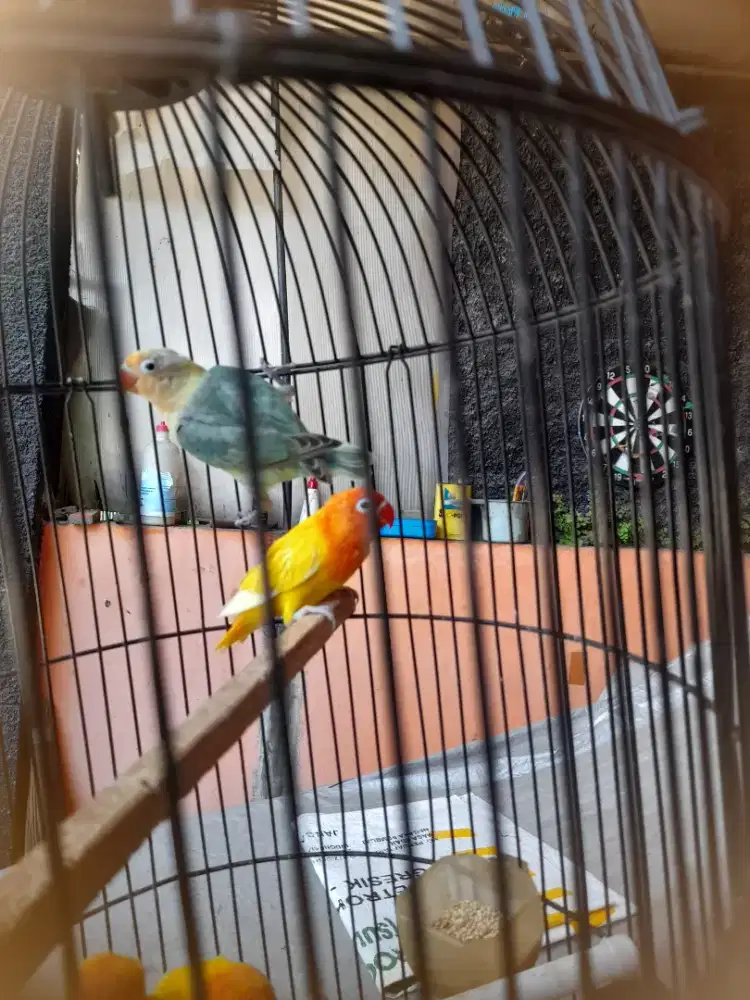 Lovebird bio ino mh