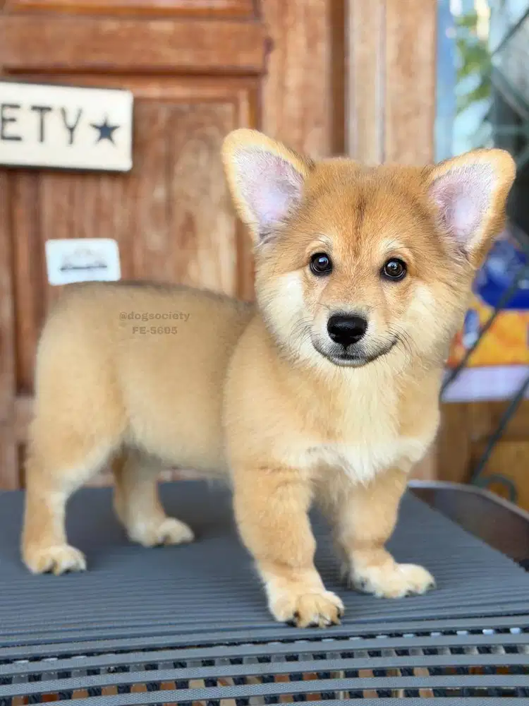 Pembroke Corgi Quality Sehat Aktif