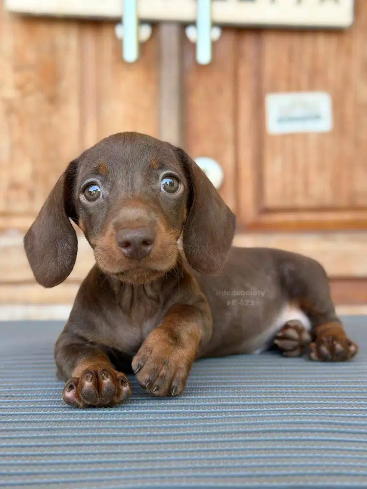 Dachshund Smoothcoat Puppy Imut