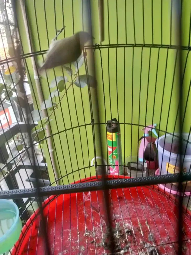 Burung leci bustom