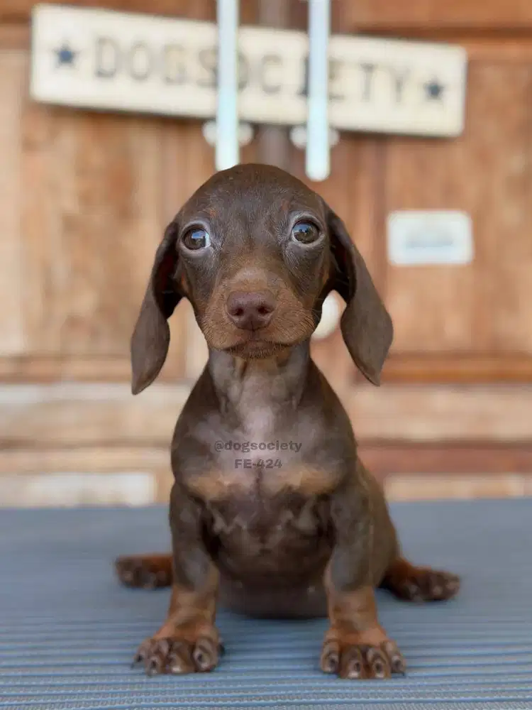 Smoothcoat Dachshund Lucu Aktif