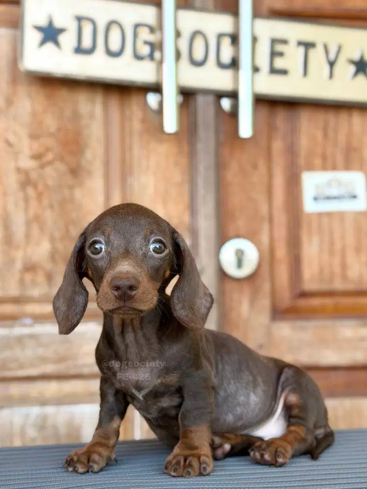 Dachshund Smoothcoat Quality Sehat