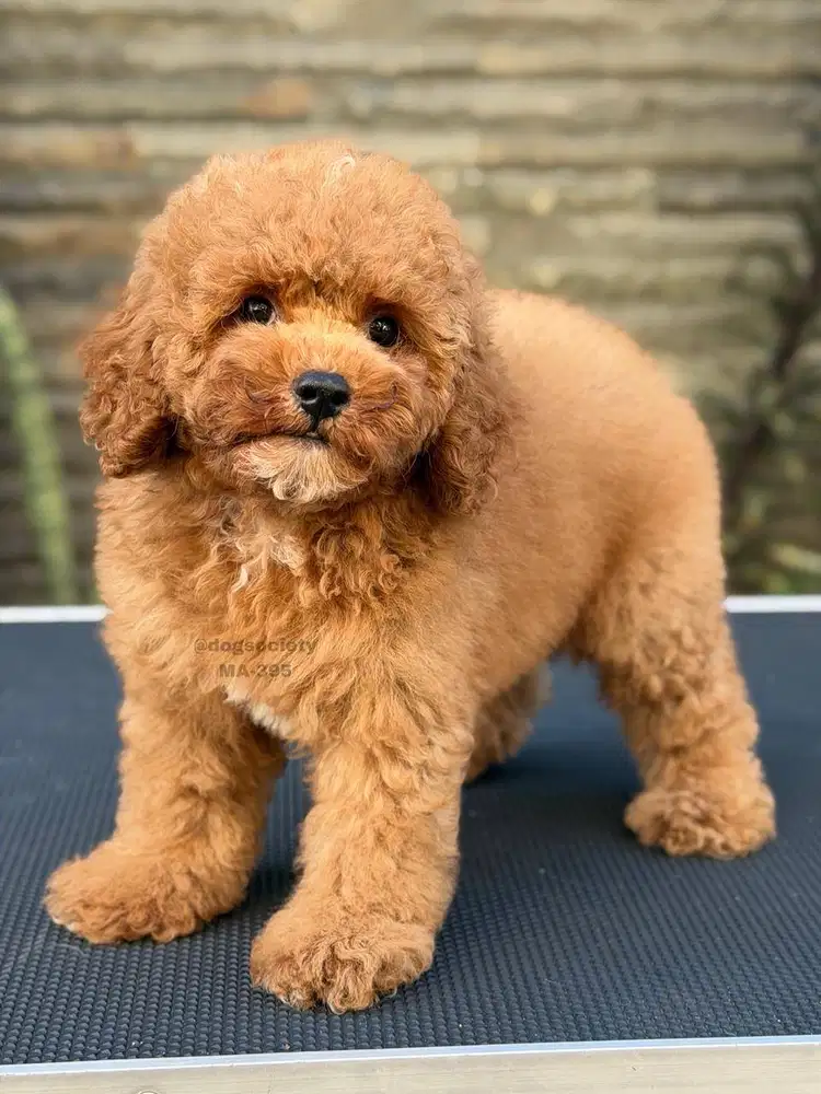 Poodle Mini Lucu dan Fluffy