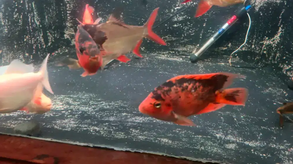 Ikan Perot borongan