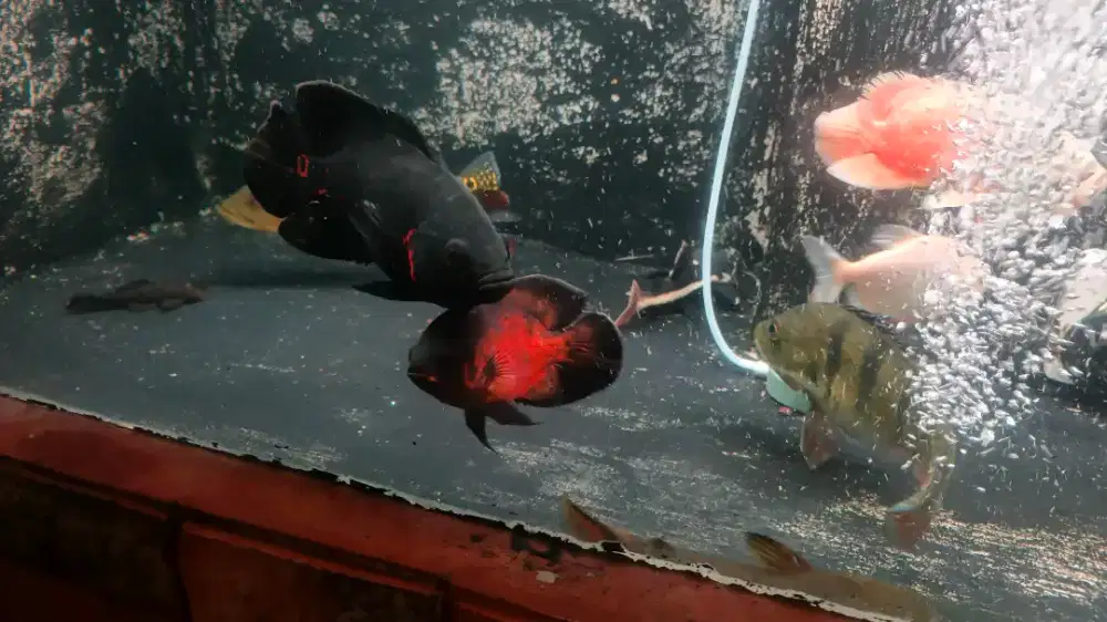 Ikan Oscar, albino dan batik Hitam