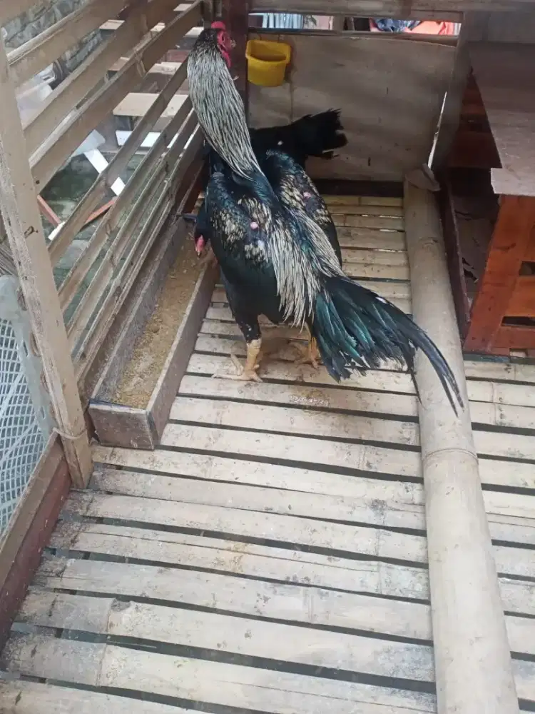 Ayam sepasang bangkok mangon & Birma telor ijo