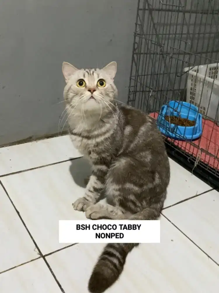 Pejantan BSH Jago Kawin