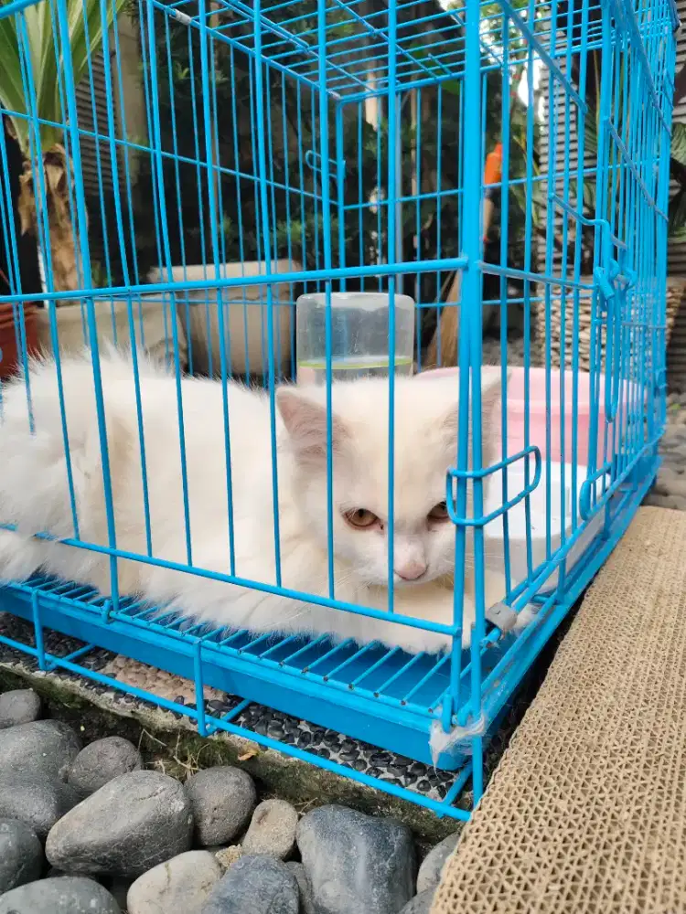 Kucing Persia campuran