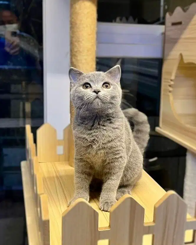 Kucing british shorthair blue solid