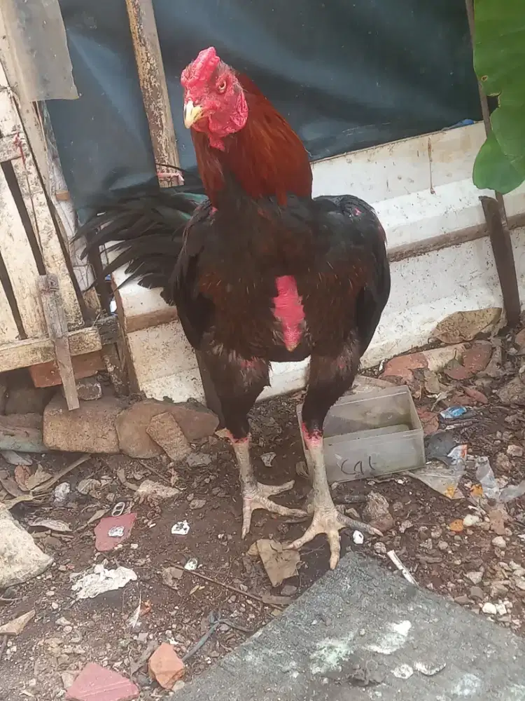 Ayam bangkok Satria sentetis,buat pacek,abar blm pernah klh,300rb nego