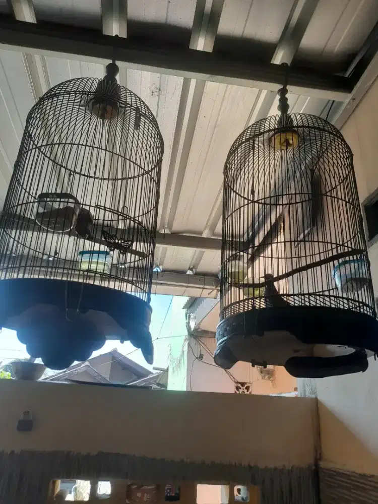 Di jual 2 ekor burung perkutut sama kandang y burung sudah bunyi semua