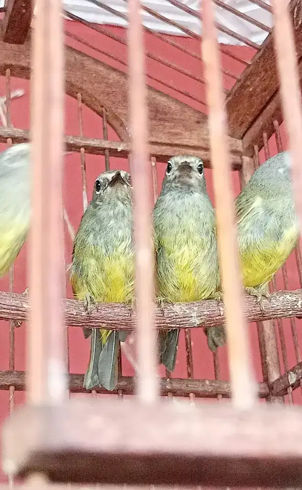 Burung Cak JempoL