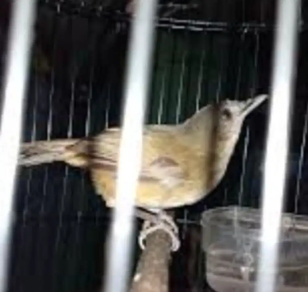Burung Kancilan (P'Semak)