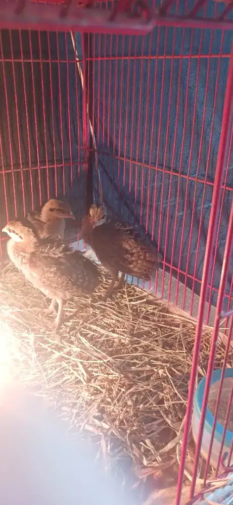 Anak ayam hutan hijau