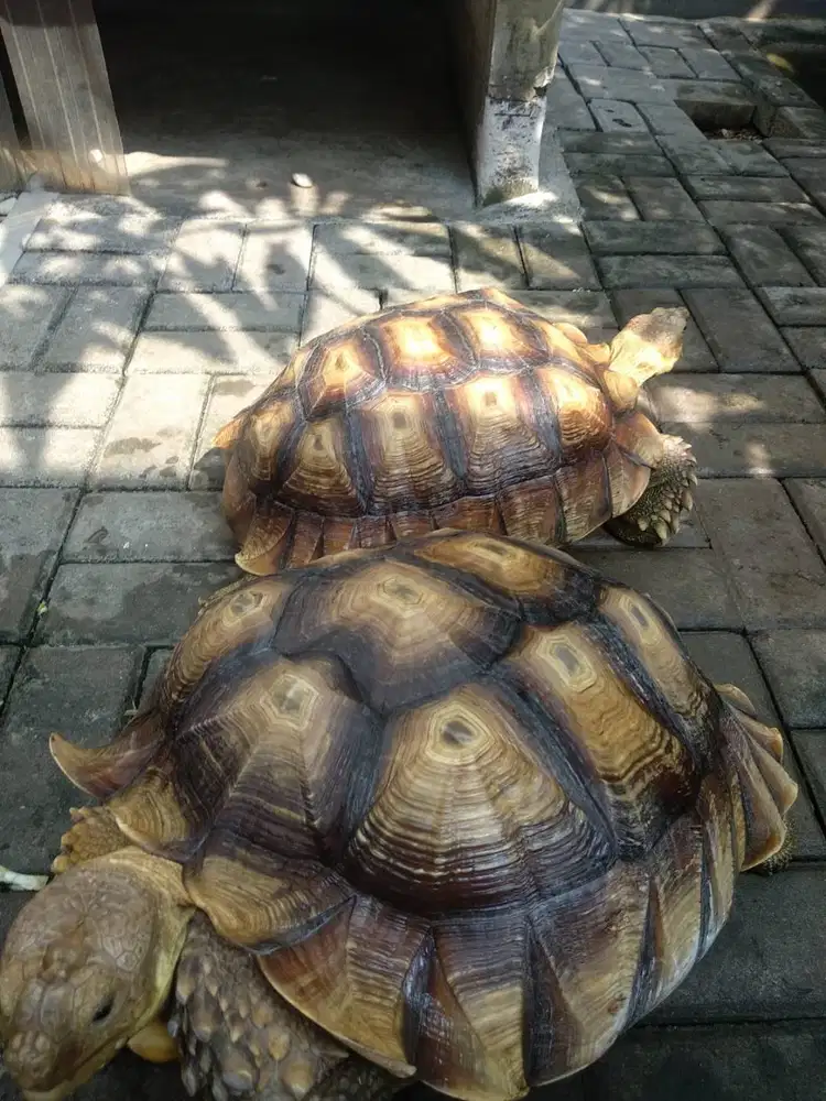 Kura Kura Sulcata Sepasang