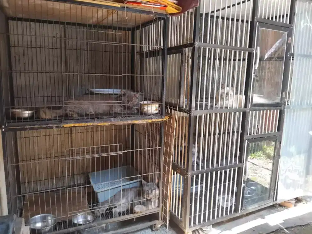Jual kucing British berikut kandang Nego Sampai Jadi!