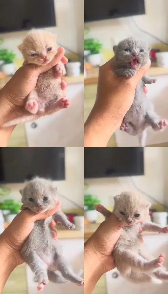 BSH British Shorthair Munchkin