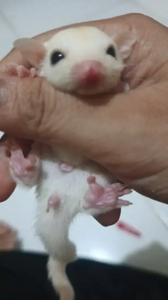 Sugar glider leuqistik jantan