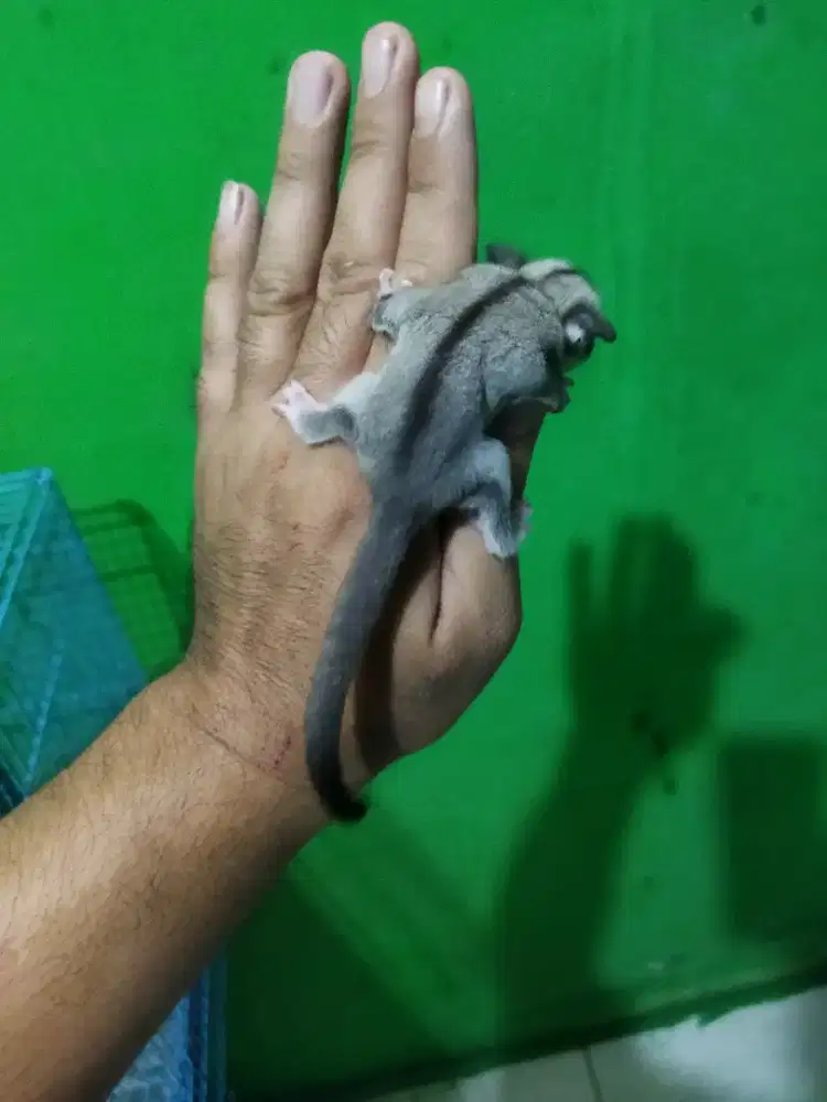 Sugar Glider classic gray jantan