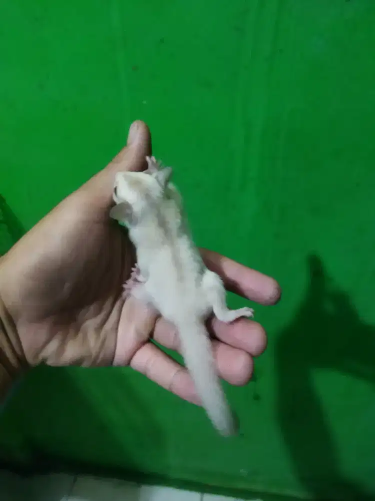 Sugar Glider creamino betina