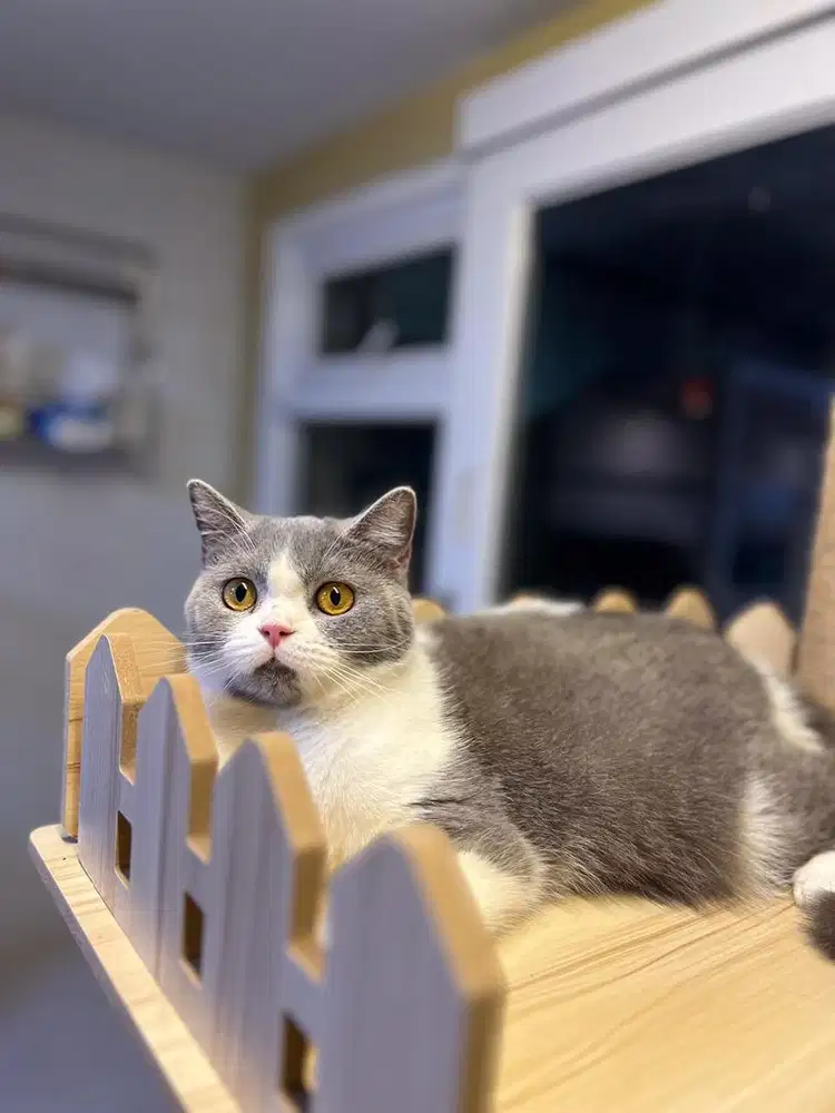 Kucing british shorthair bicolor blue