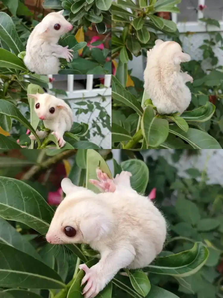 Sugar Glider creamino betina