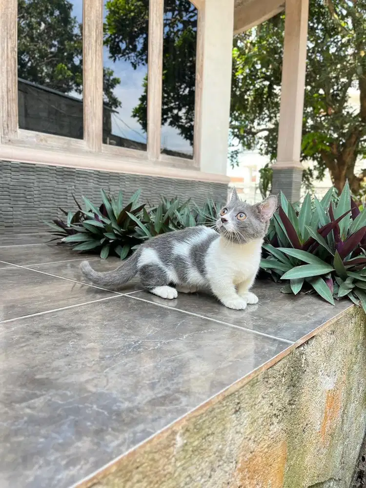 Kucing british shorthair munchkin bsh kitten
