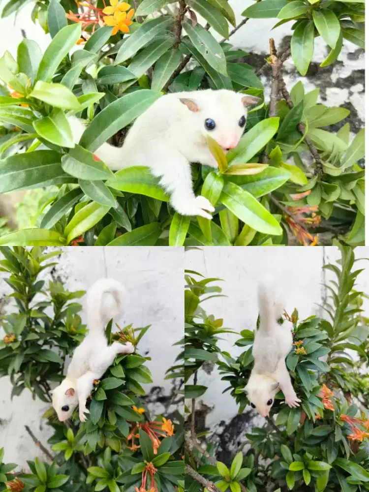 Sugar Glider Platmos betina