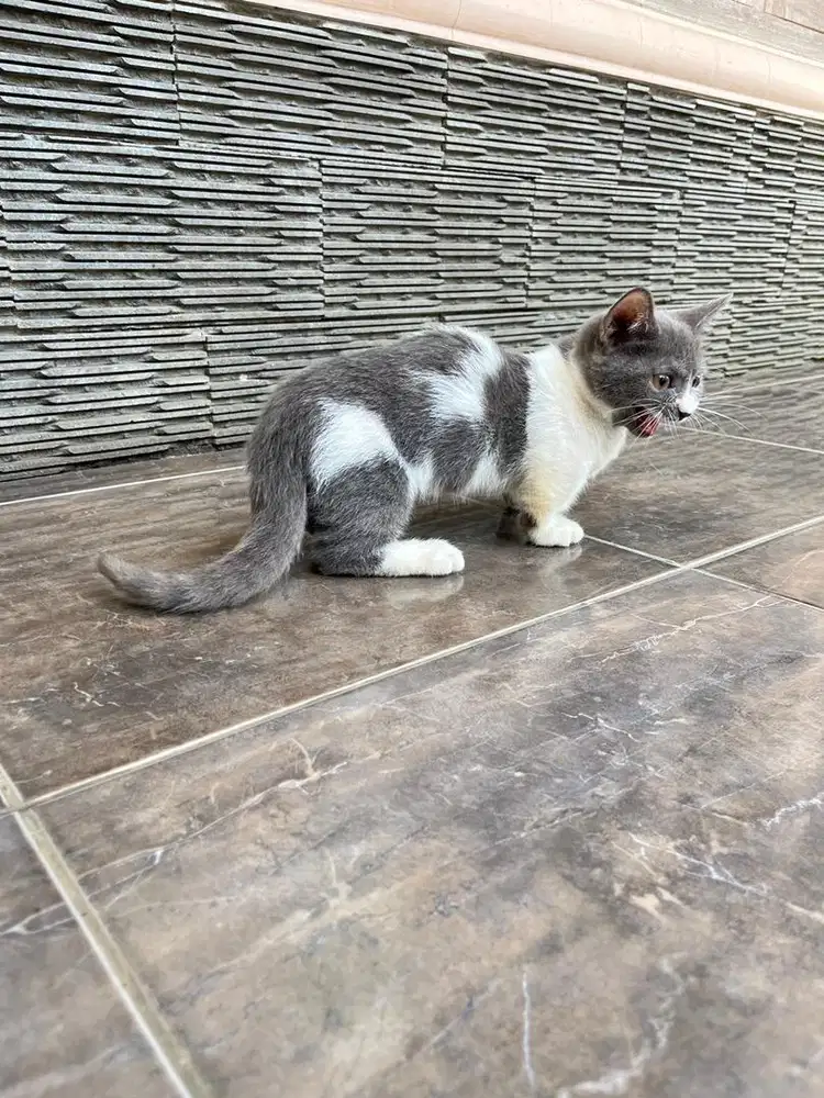 Kitten munchkin british shorthair kucing bsh