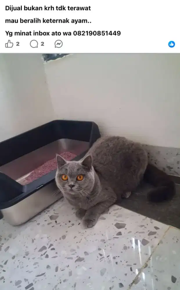 Britis shorthair