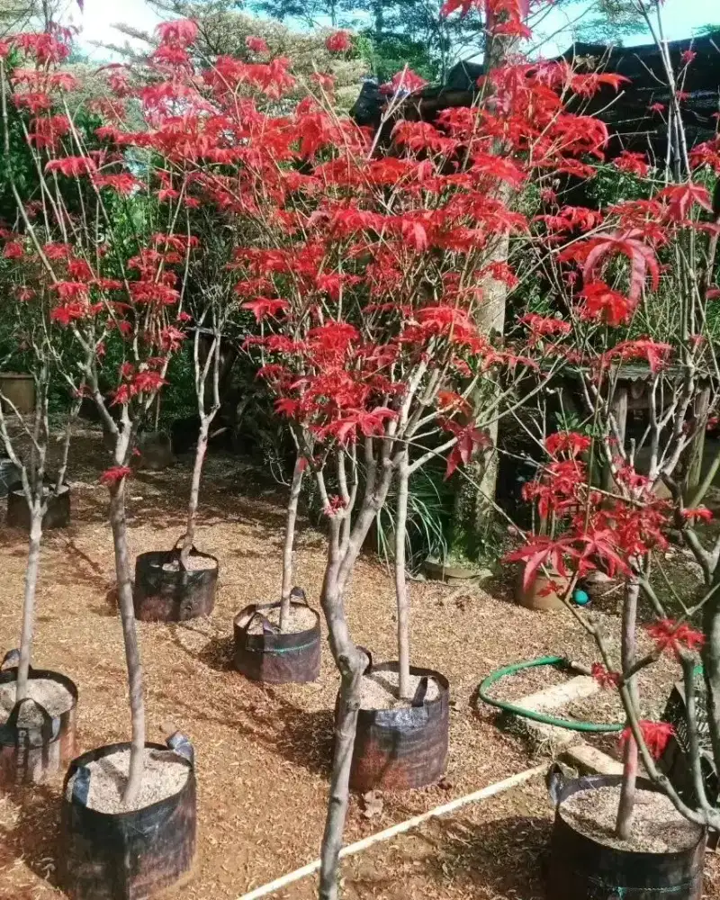 Pohon red maple USA T 1,5 meter