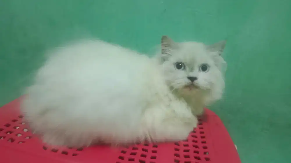 Kucing Persia Jantan