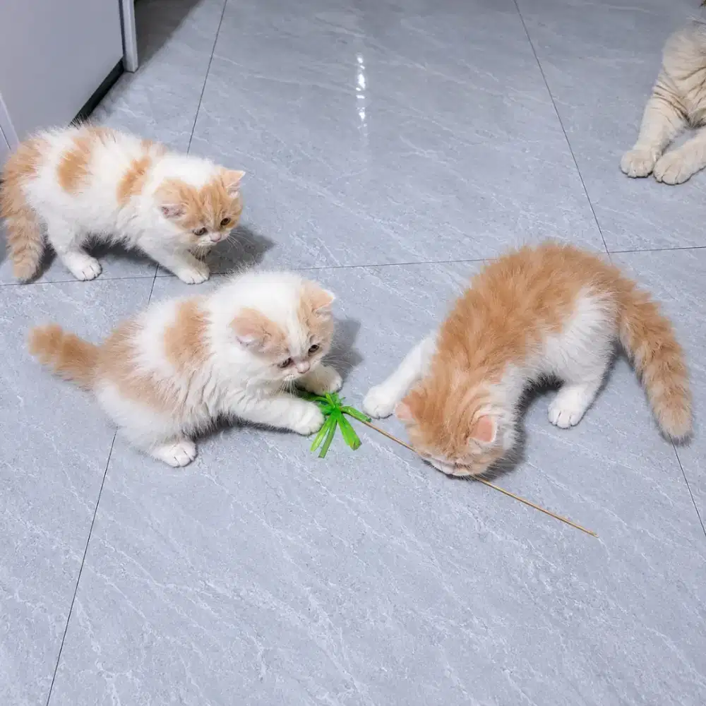 Kitten Anak Kucing Persia