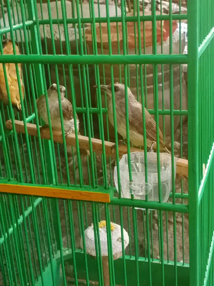Dua ekor trotoan angkatan cakrowo