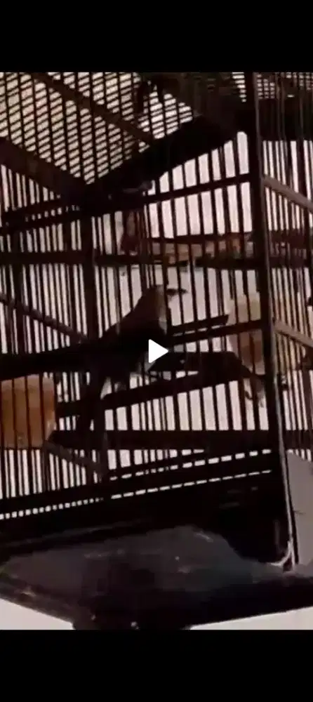 trucukan gacor fullset burung panjang