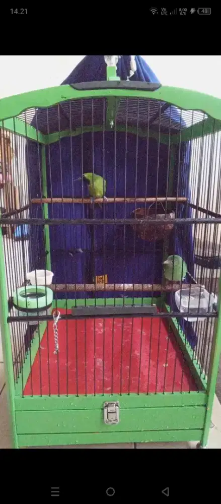 Jomin sepasang  siap ternak