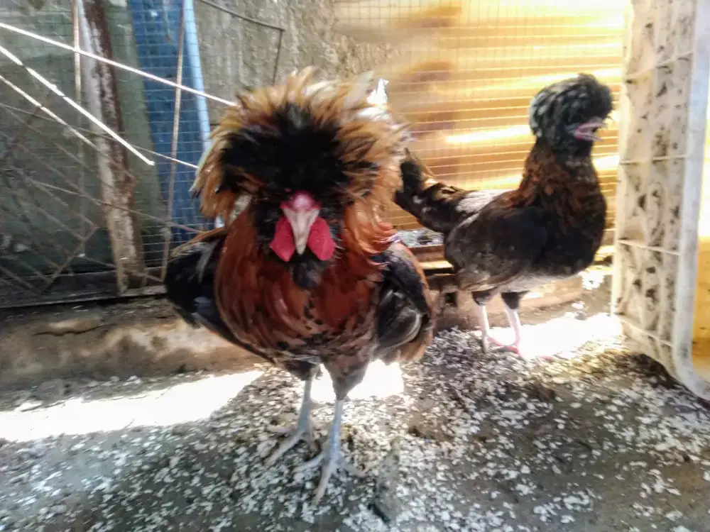 Ayam hias jambul