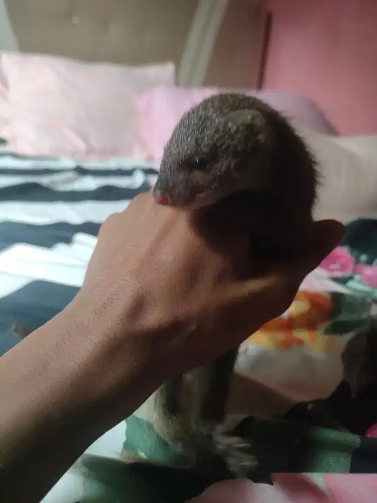 Anak hewan serape