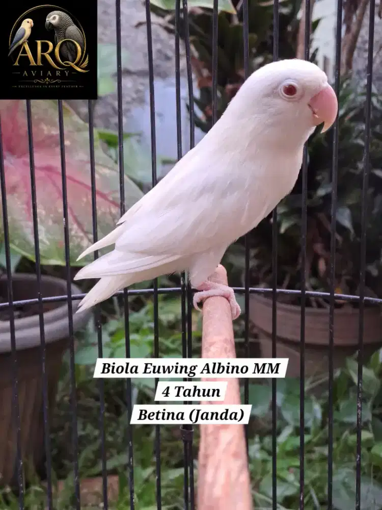 Lovebird Janda Betina Biola Euwing Albino MM