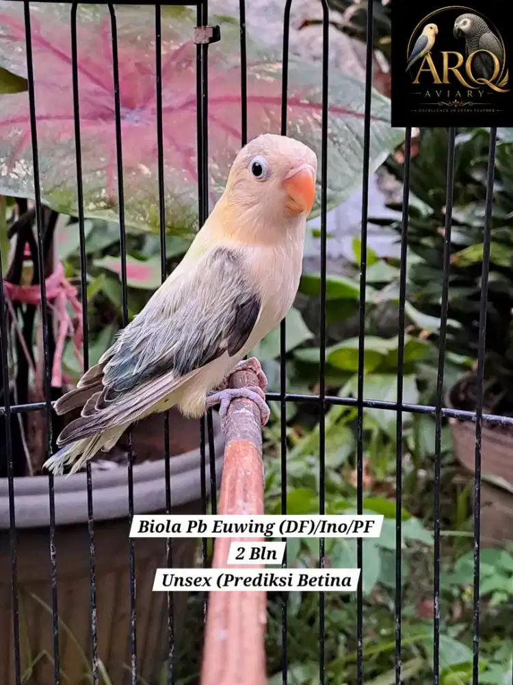 Lovebird Paud Biola Parblue Euwing (DF)/Ino/PF