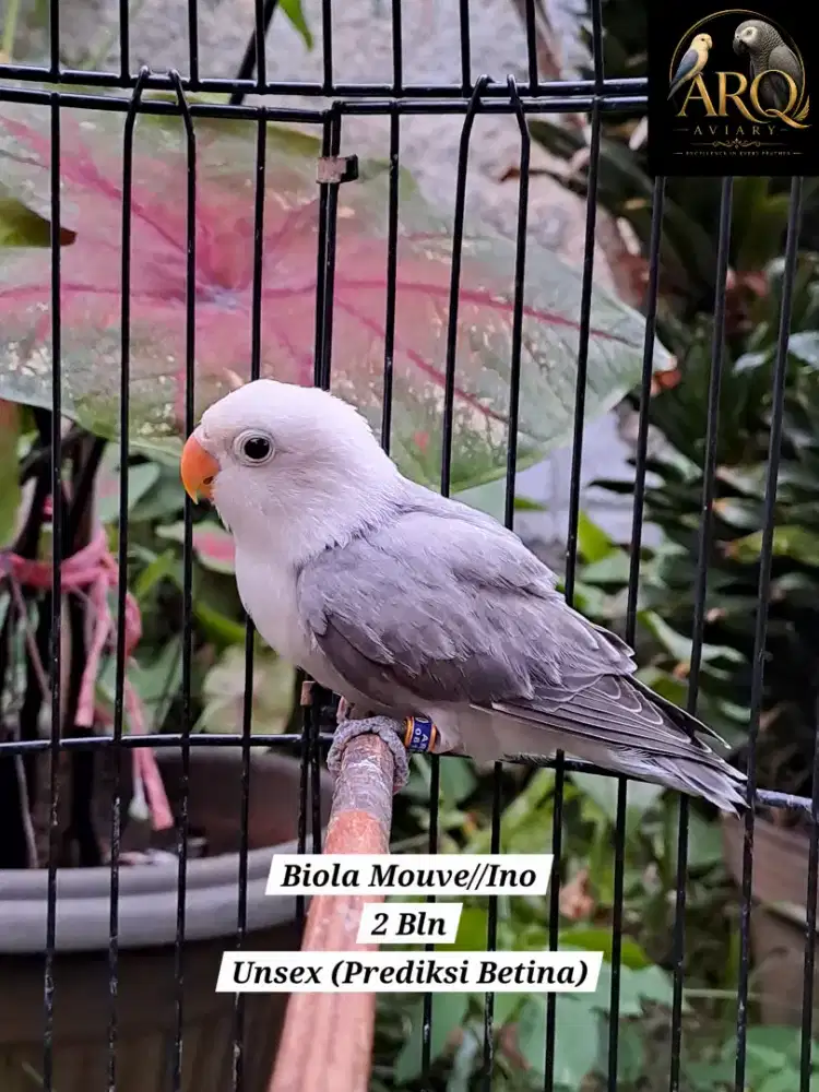 Lovebird Paud Biola Mouve//Ino