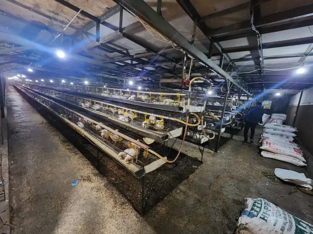 Dijual Peternakan Ayam Aktif dengan Lokasi Strategis dan Potensi Keuntungan Tinggi melalui Proses Lelang!