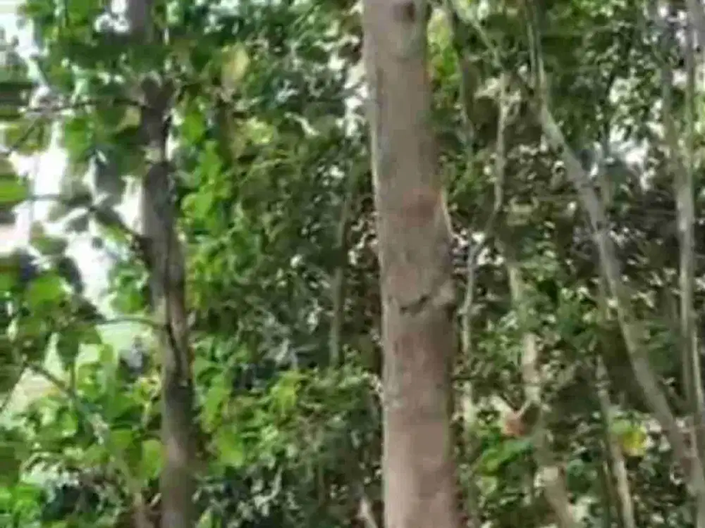 DIJUAL MURAH TANAH + POHON JATI DI PANGGUNG REJO BLITAR