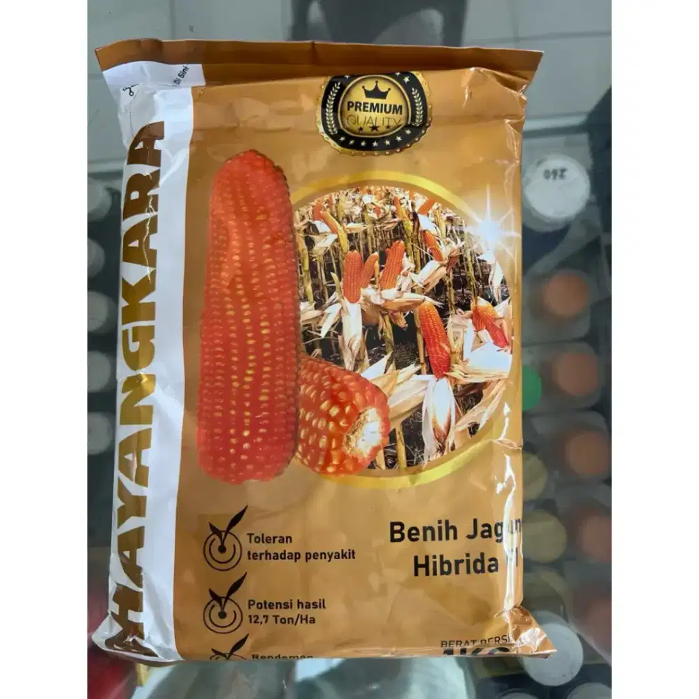 Benih jagung hibrida bhayangkara