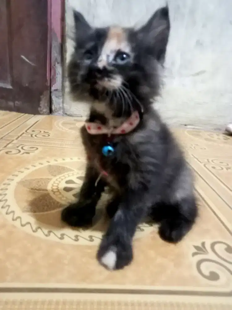 Kitten Persia betina