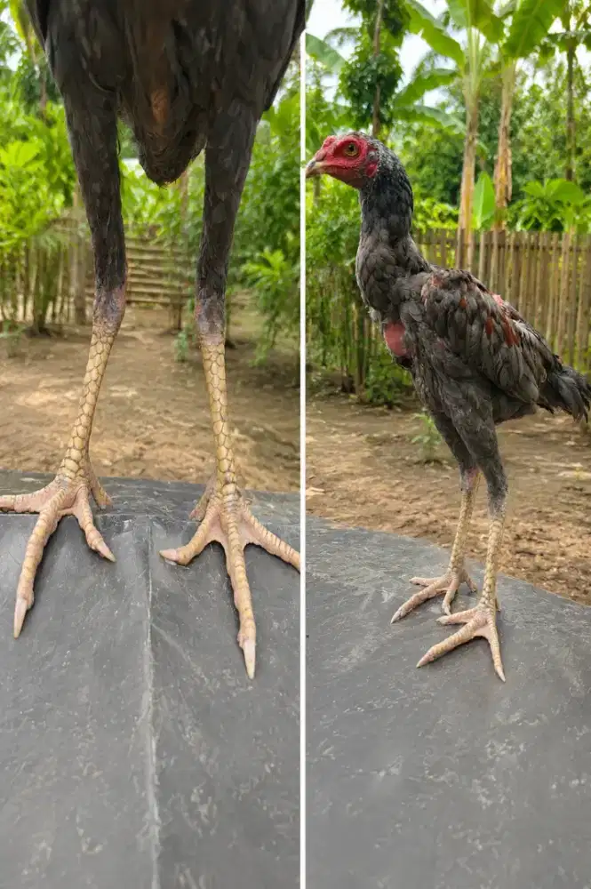 Ayam pakhoy berkualitas